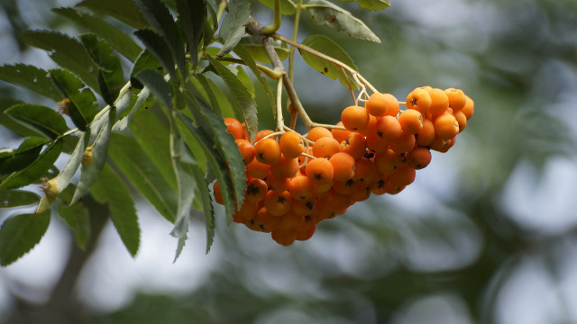 Berries branch leaves blue sky free wallpaper for desktop - medium preview image
