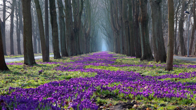 Purple flower road magical landscape free wallpaper for desktop - medium preview image