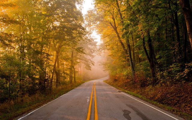 Autumn foggy forest road maple free wallpaper for desktop - medium preview image