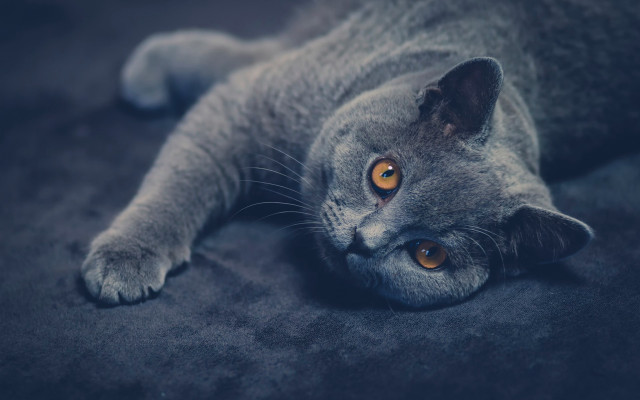Cat couch yellow eyes night free wallpaper for desktop - medium preview image