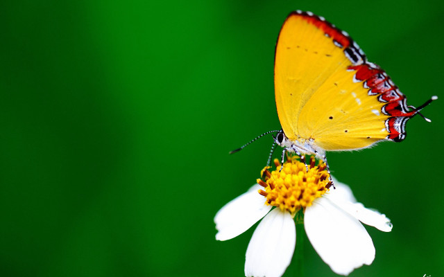 Yellow butterfly white flower green free wallpaper for desktop - medium preview image