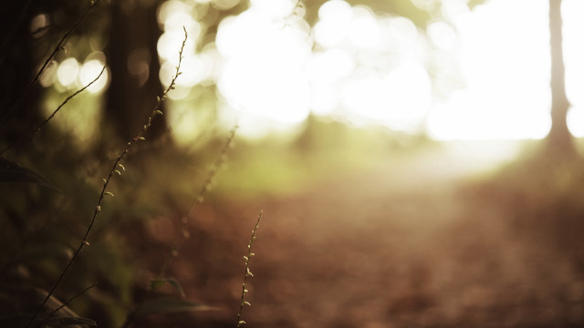 Blurry woods path sunlight moon free wallpaper for desktop - medium preview image