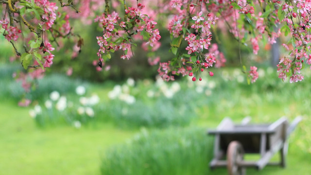 Pink flower bench under tree free wallpaper for desktop - medium preview image