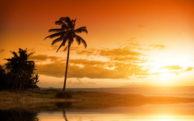Palm tree sunset ocean reflection free wallpaper for desktop - medium preview image