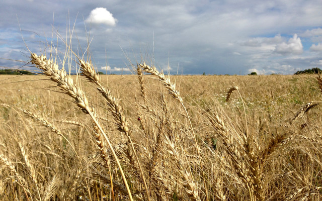 Wheat field cloudy sky mountains free wallpaper for desktop - medium preview image