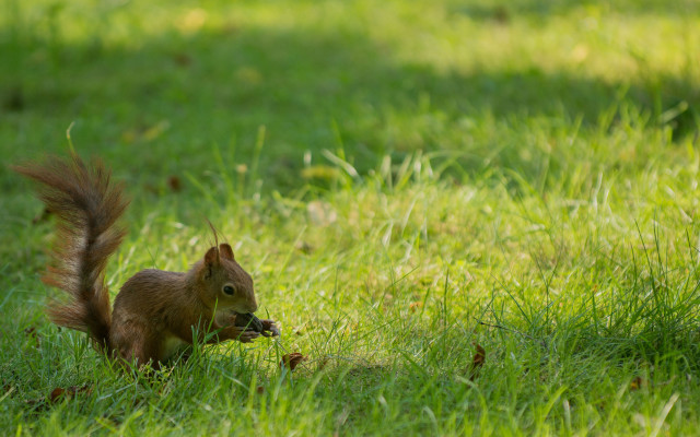 Squirrel eating food outdoors shaded free wallpaper for desktop - medium preview image