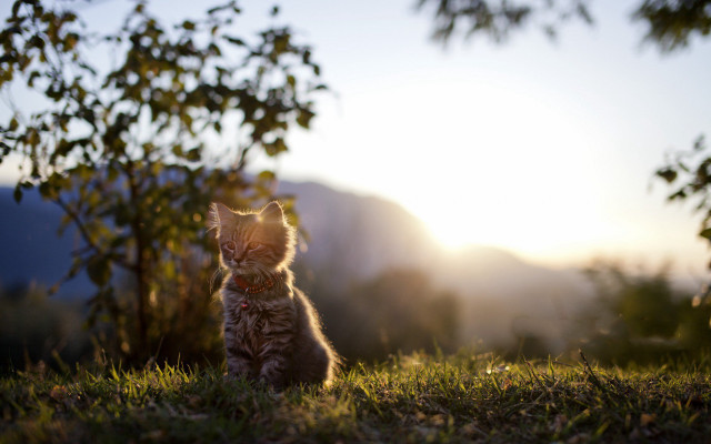 Kitten grass sunshine tree blur free wallpaper for desktop - medium preview image