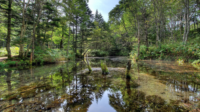 River forest trees water nature free wallpaper for desktop - medium preview image
