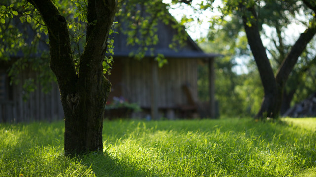 Wooden cabin field trees shaded free wallpaper for desktop - medium preview image