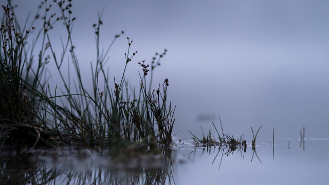 Tiny pond fog plants sunset free wallpaper for desktop - medium preview image