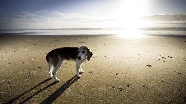 Dog beach footprints sunset ocean free wallpaper for desktop - medium preview image