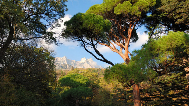 Forest mountains blue sky autumn free wallpaper for desktop - medium preview image