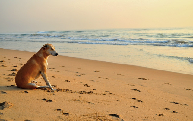 Dog beach ocean footprints wave free wallpaper for desktop - medium preview image