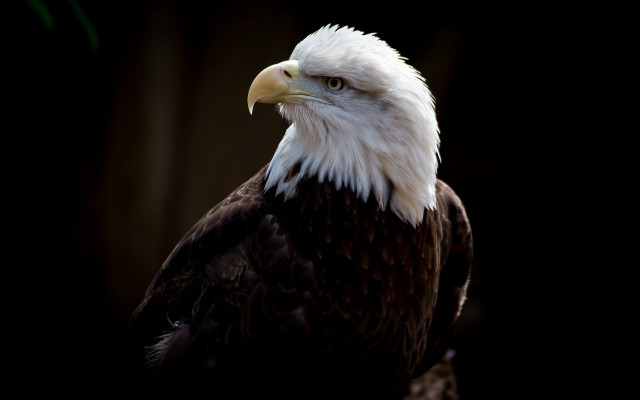 Bald eagle white head yellow #3 free wallpaper for desktop - medium preview image