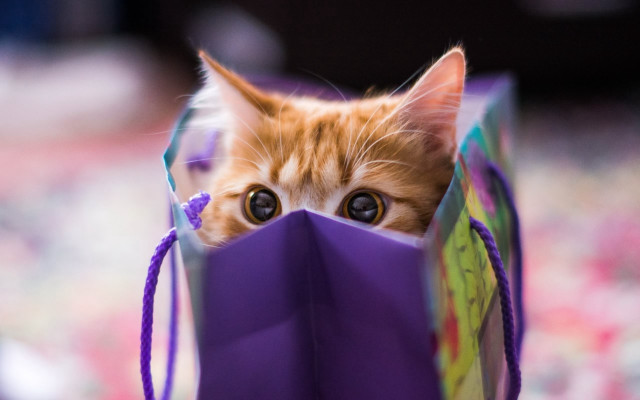 Cat peeking purple bag big free wallpaper for desktop - medium preview image
