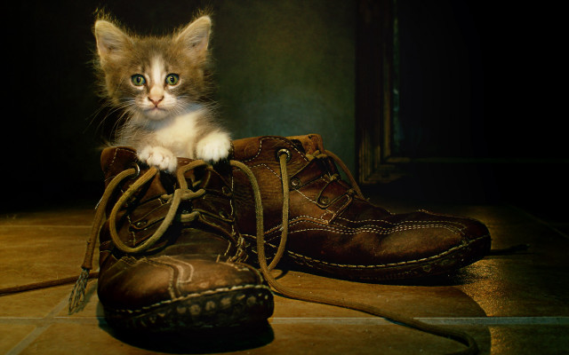Kitten brown shoes tile floor free wallpaper for desktop - medium preview image