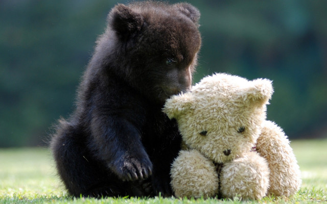 Black bear white teddy bears free wallpaper for desktop - medium preview image