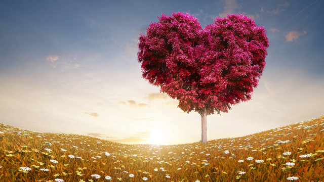 Heart tree flower field sunset free wallpaper for desktop - medium preview image