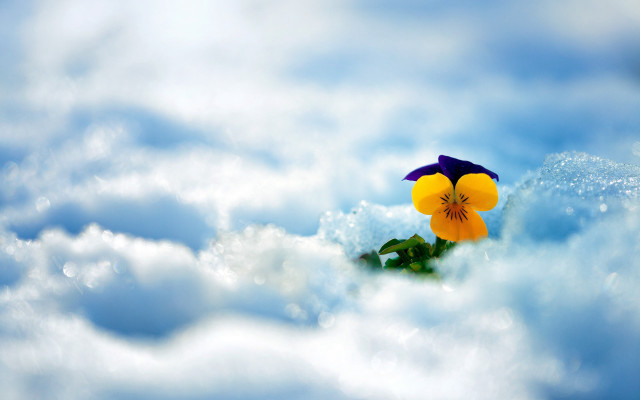 Flower clouds sky winter mountain free wallpaper for desktop - medium preview image