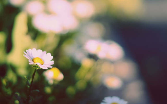 Daisy lily flowers bokeh shallow free wallpaper for desktop - medium preview image