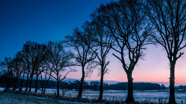 Snowy trees dusk pink sky free wallpaper for desktop - medium preview image