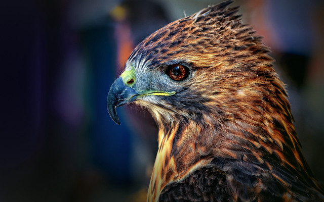 Bird prey closeup heterochromia depth free wallpaper for desktop - medium preview image