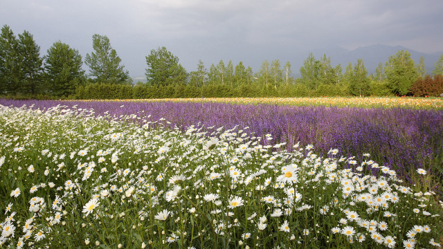 Flower field trees clouds summer free wallpaper for desktop - medium preview image