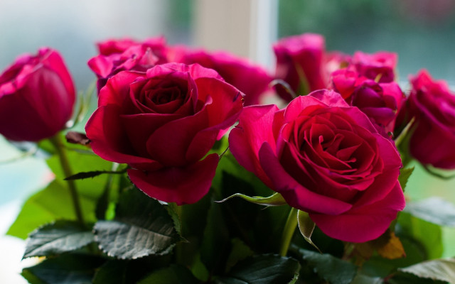 Red roses vase window green free wallpaper for desktop - medium preview image
