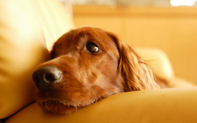 Dog couch resting head looking #2 free wallpaper for desktop - medium preview image