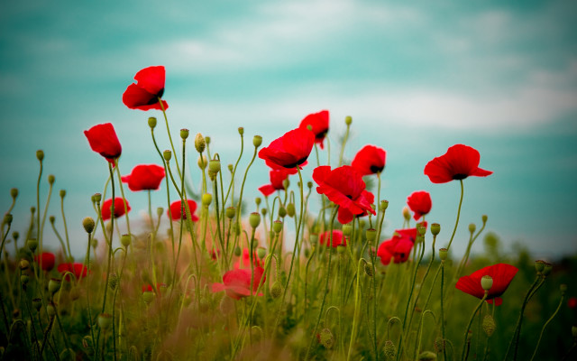 Red flowers sky clouds field free wallpaper for desktop - medium preview image
