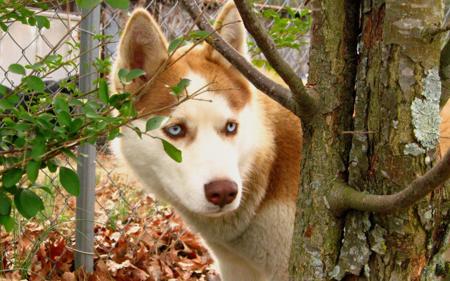 Dog blue eyes tree forest free wallpaper for desktop - medium preview image