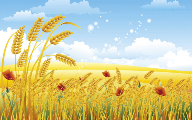Golden wheatfield blue sky clouds free wallpaper for desktop - medium preview image