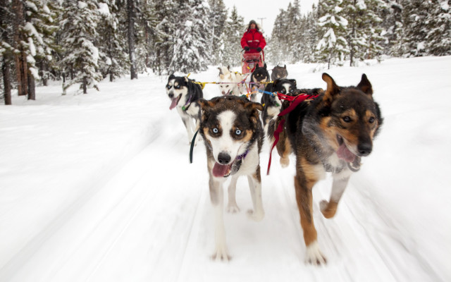 Dog sled race shiba winter free wallpaper for desktop - medium preview image