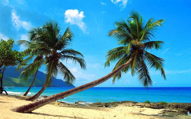 Palm trees beach ocean mountain free wallpaper for desktop - medium preview image