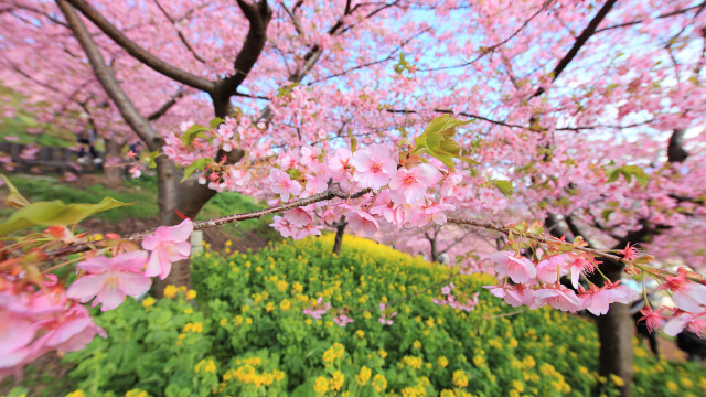 Pink flowers blooming park sakura free wallpaper for desktop - medium preview image
