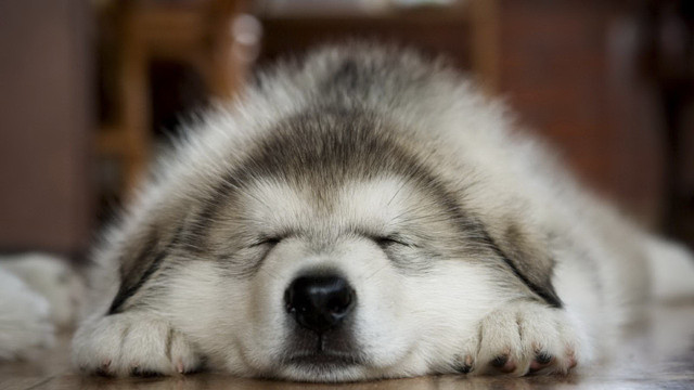 Dog sleeping paws blurry depthoffield free wallpaper for desktop - medium preview image