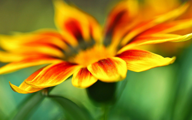 Sunflower orange flower blurry background free wallpaper for desktop - medium preview image