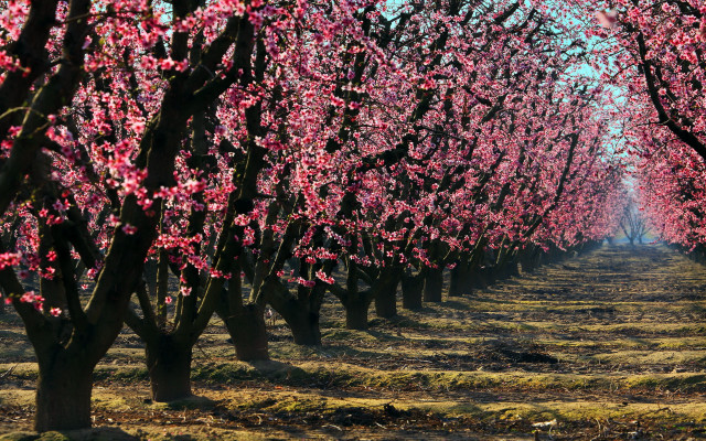 Pink flowered trees field bloom free wallpaper for desktop - medium preview image