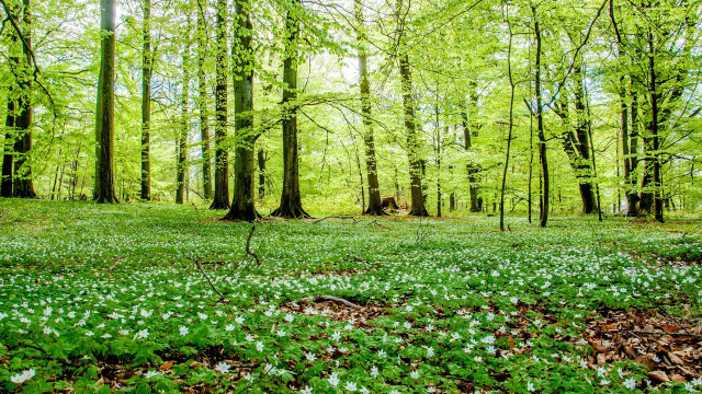 Green field white flowers forest free wallpaper for desktop - medium preview image