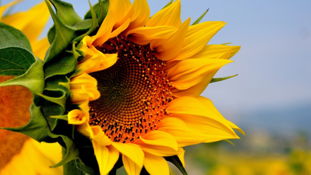 Sunflower blue sky field blurry free wallpaper for desktop - medium preview image