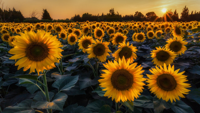 Sunflowers sunset field trees fireworks free wallpaper for desktop - medium preview image