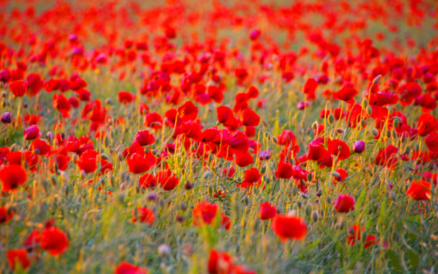 Red flower field autumn sunset free wallpaper for desktop - medium preview image