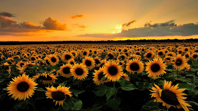Sunflowers sunset clouds field landscape free wallpaper for desktop - medium preview image