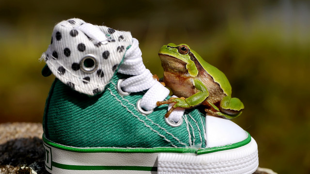 Frog green shoe polka dot free wallpaper for desktop - medium preview image