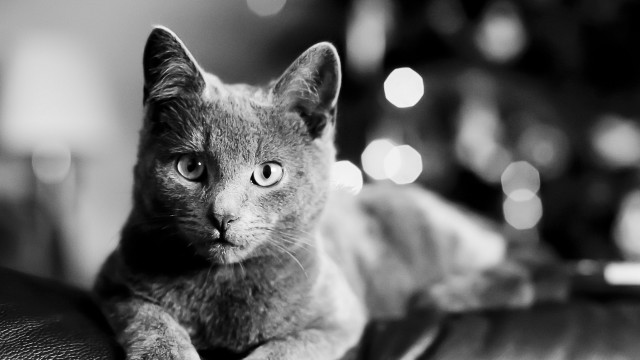 Cat couch blurry bokeh monochrome free wallpaper for desktop - medium preview image