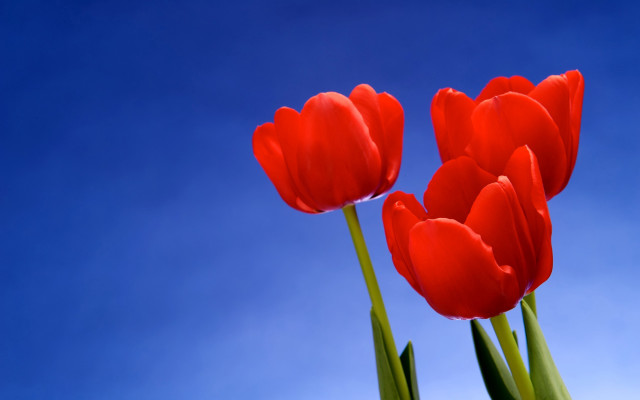 Red tulips blue sky flowers free wallpaper for desktop - medium preview image