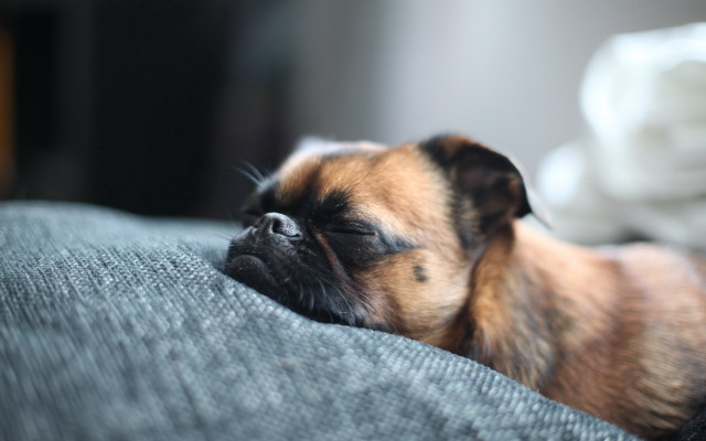 Small dog sleeping on couch free wallpaper for desktop - medium preview image