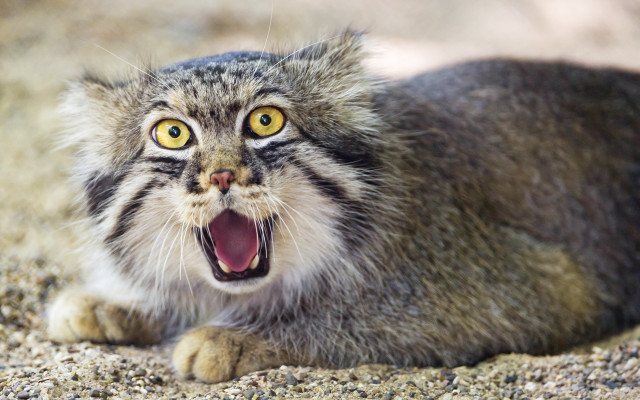 Cat open mouth shock animal free wallpaper for desktop - medium preview image