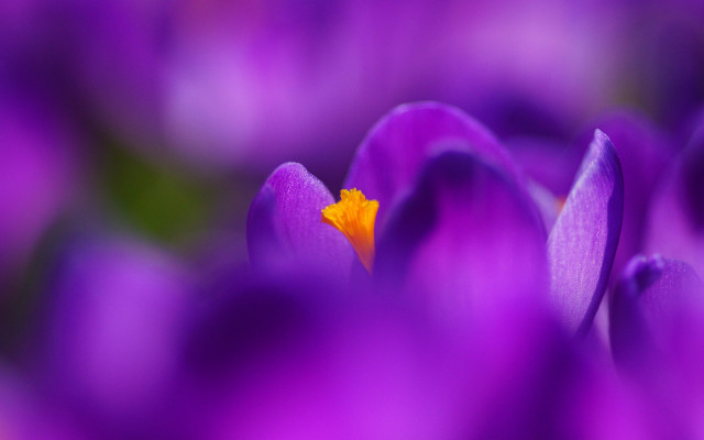 Purple flower yellow center macro free wallpaper for desktop - medium preview image