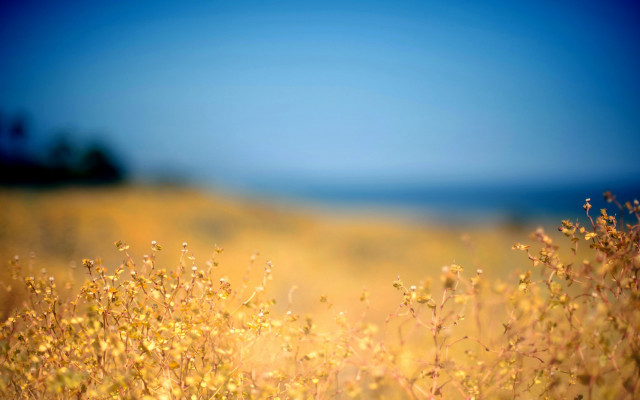 Yellow flowers blue sky autumn free wallpaper for desktop - medium preview image